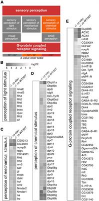 Regulation of sensory perception and motor abilities by brain-specific action of chromatin remodeling factor CHD1